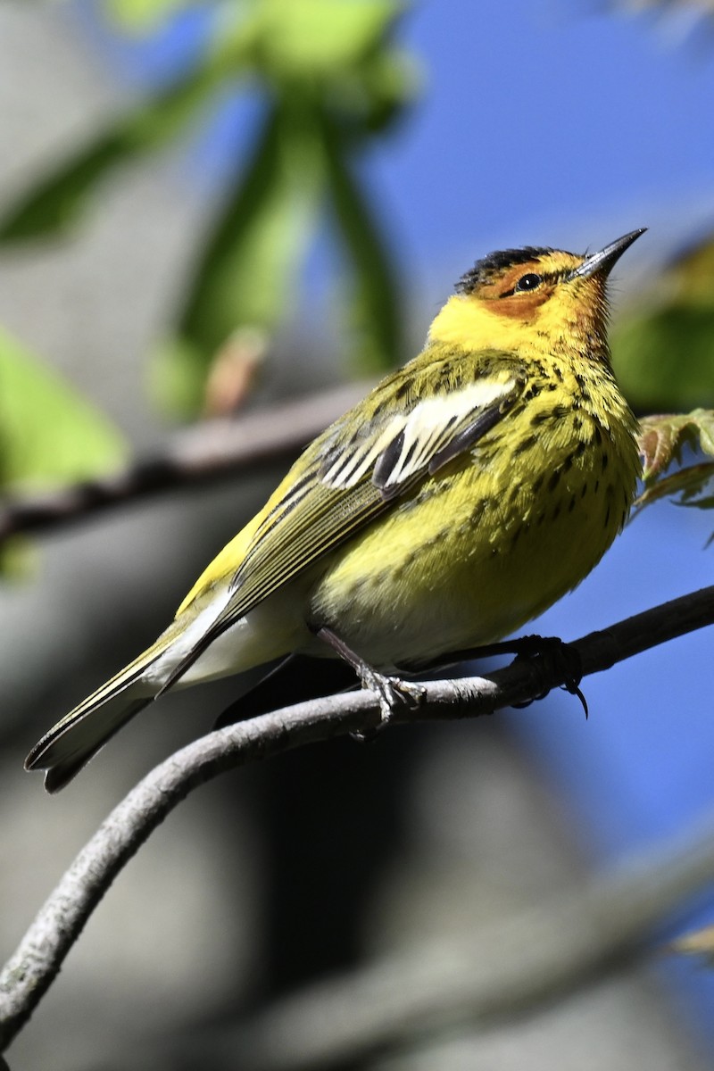 Cape May Warbler - ML618230961