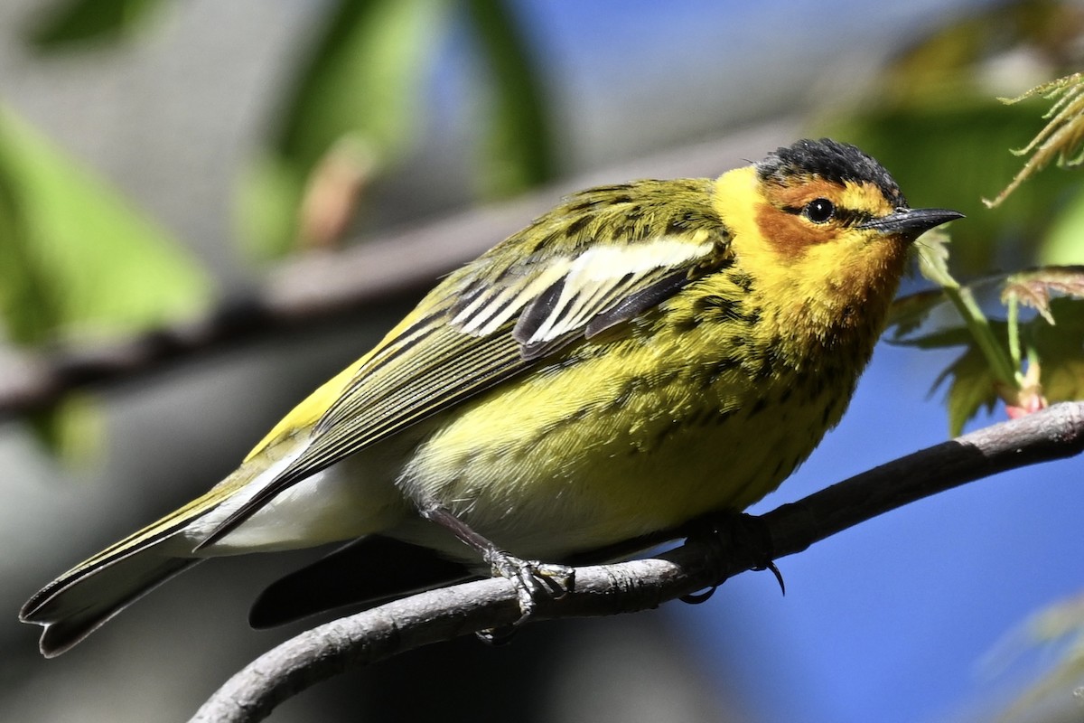 Cape May Warbler - ML618230962