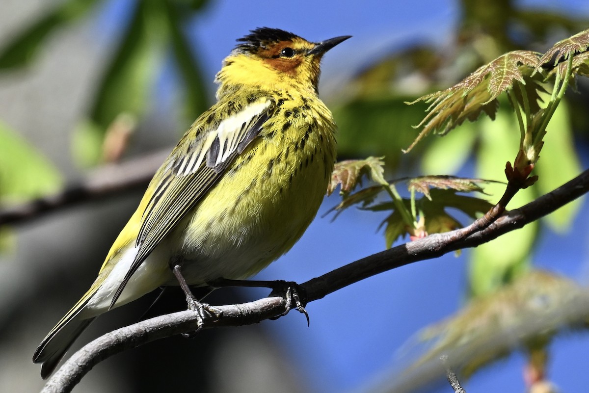Cape May Warbler - ML618230963