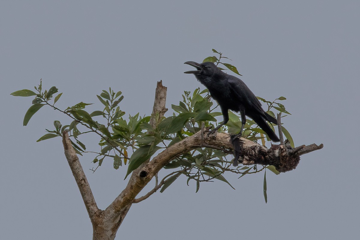 Large-billed Crow - Shaqayeq Vahshi