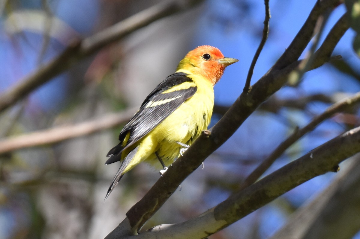 Western Tanager - ML618230986