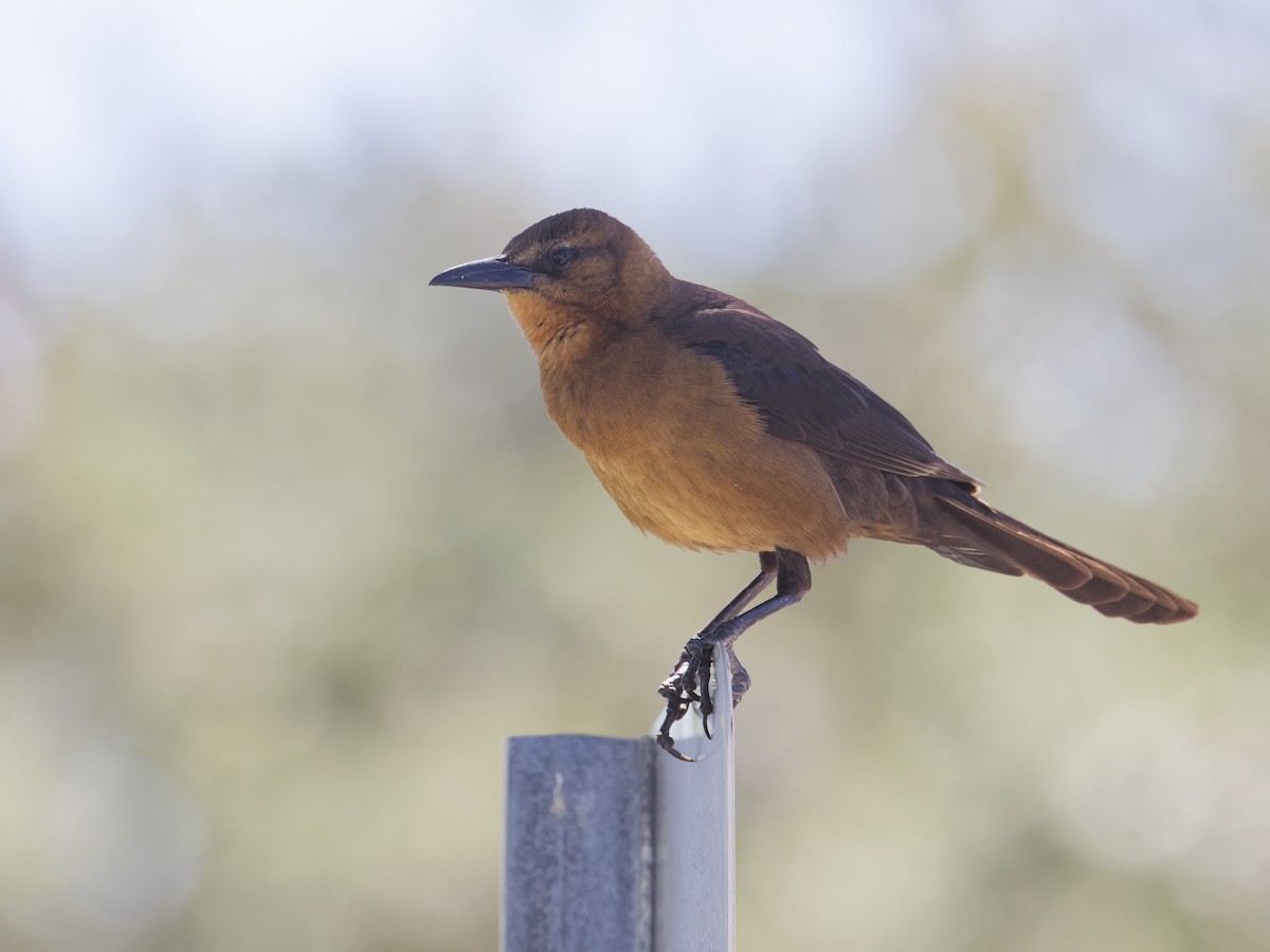 Boat-tailed Grackle - ML618231043