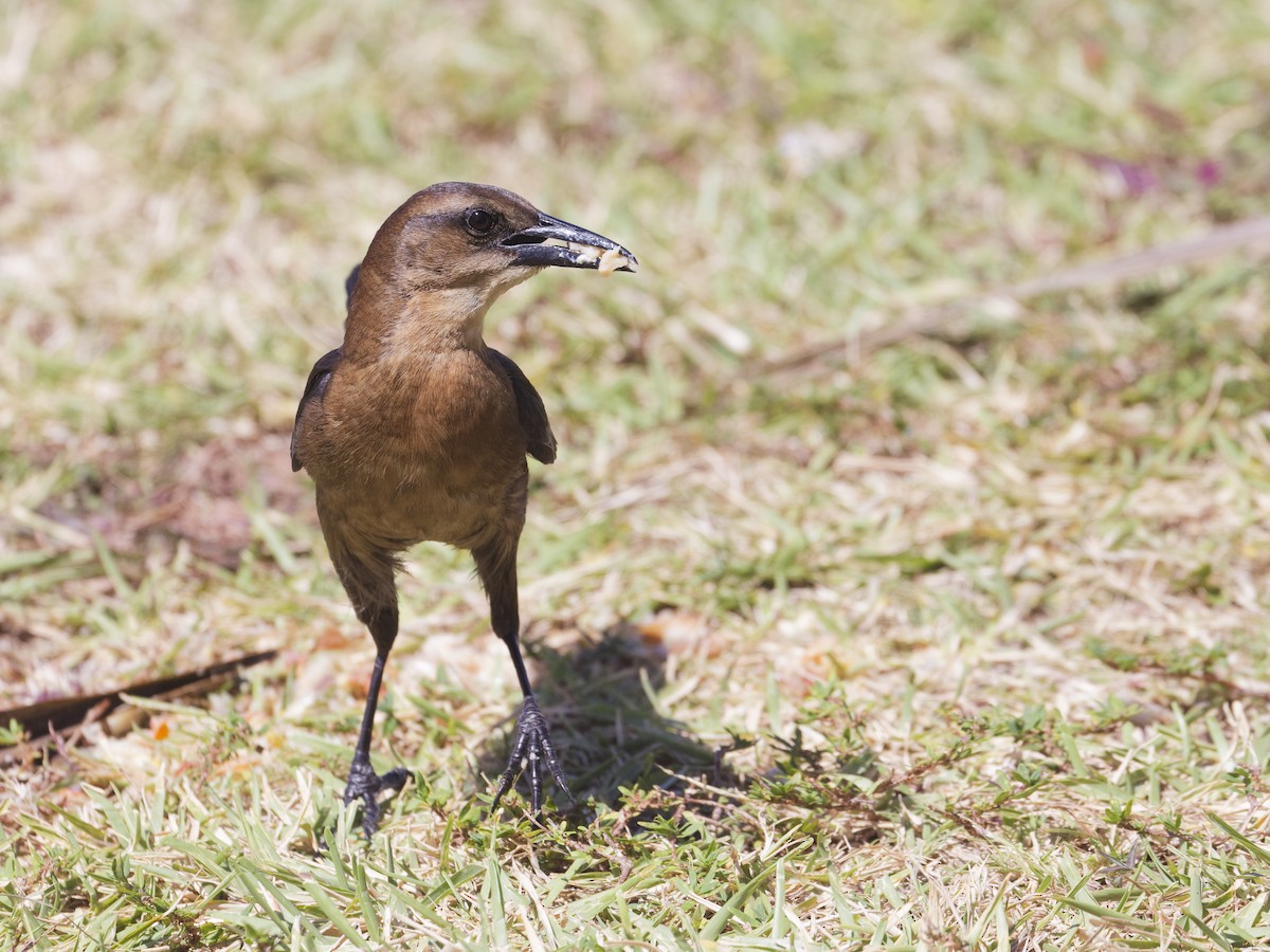 Boat-tailed Grackle - Angus Wilson