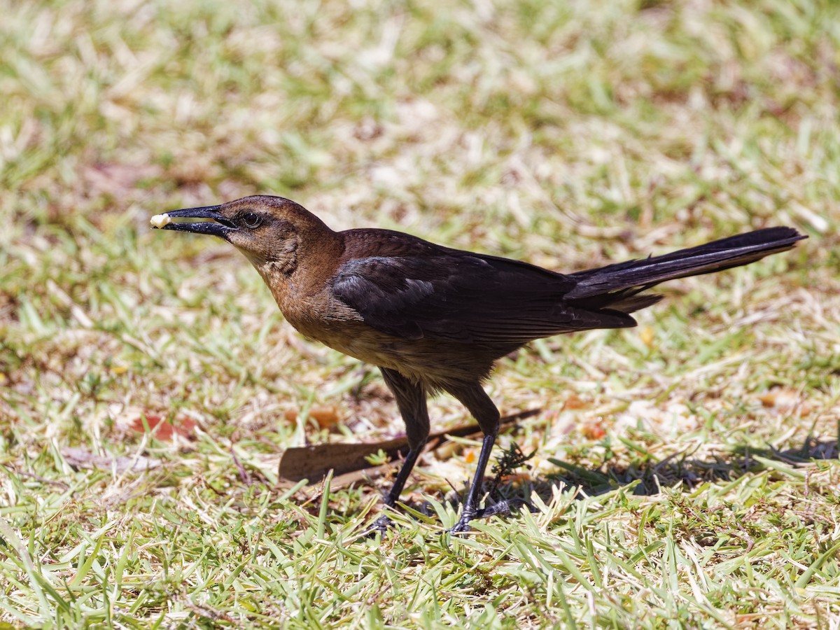 Boat-tailed Grackle - ML618231049