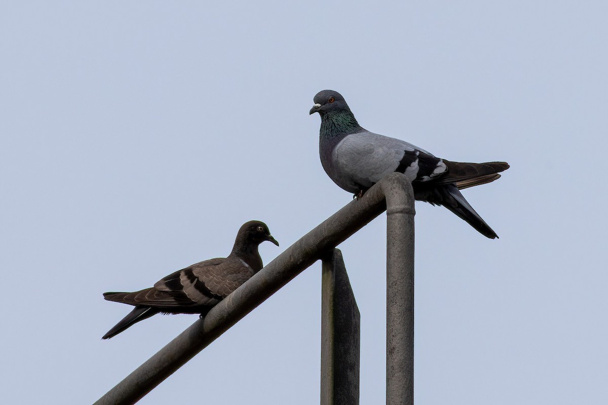 Rock Pigeon - Shaqayeq Vahshi