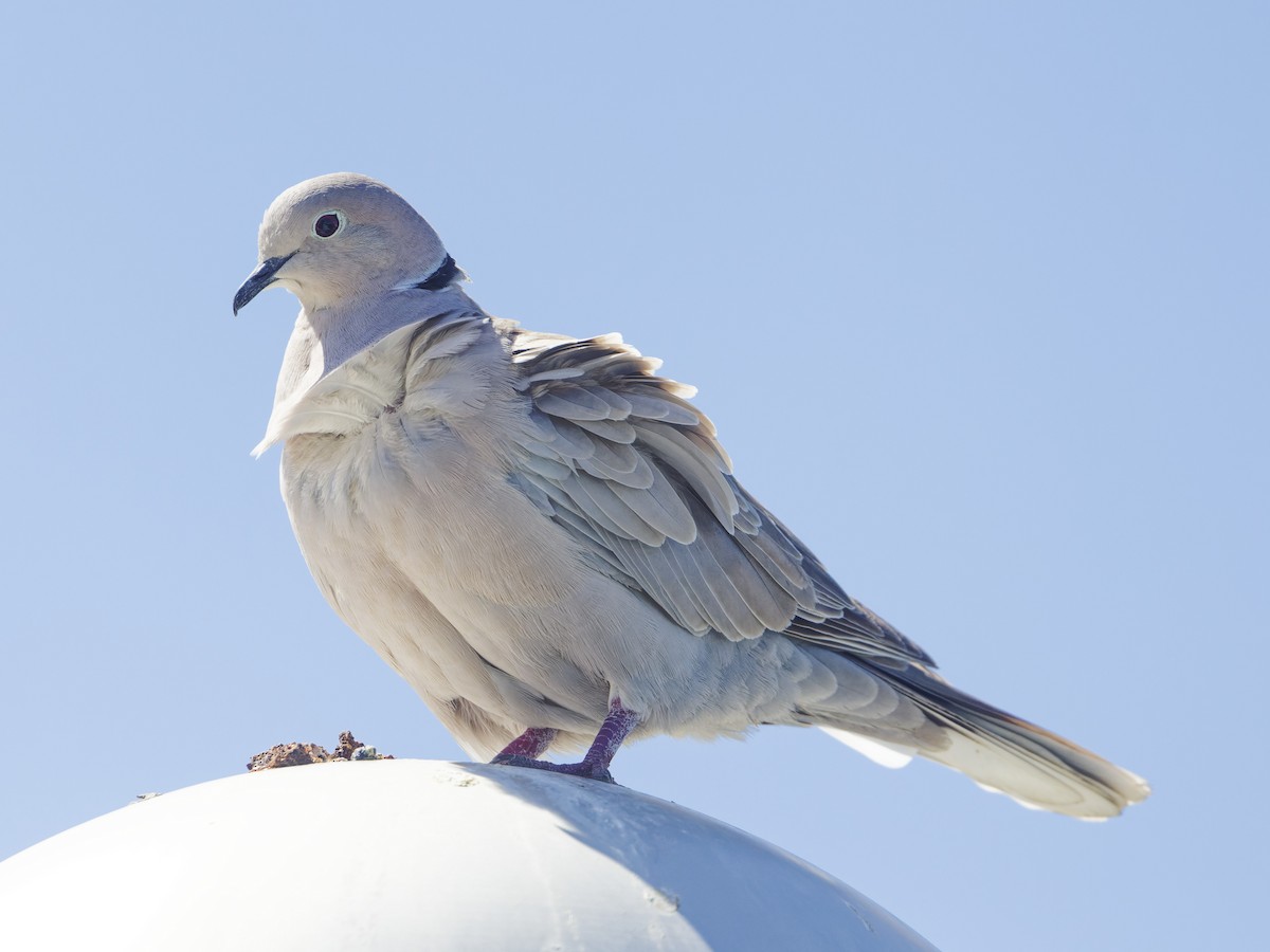 Eurasian Collared-Dove - ML618231088
