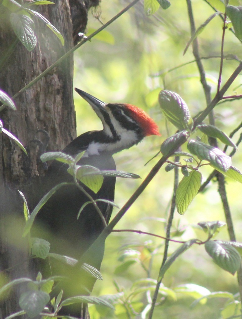 Pileated Woodpecker - ML618231096