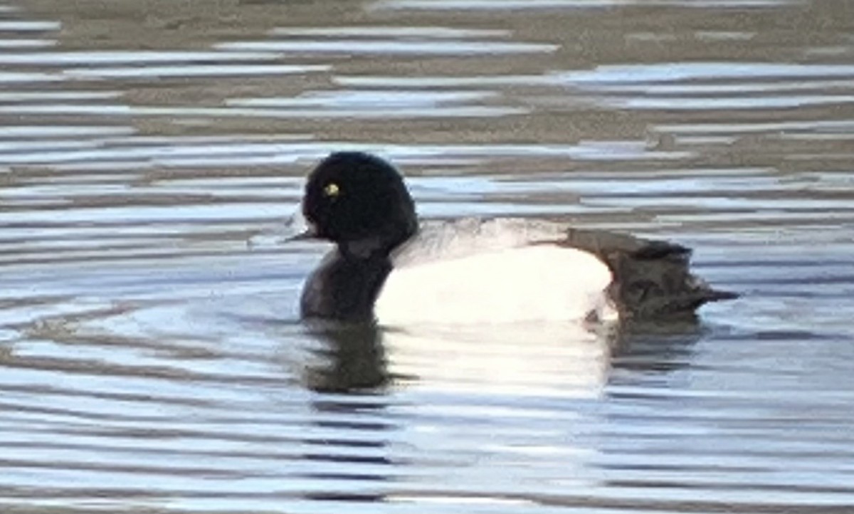 Greater Scaup - ML618231099