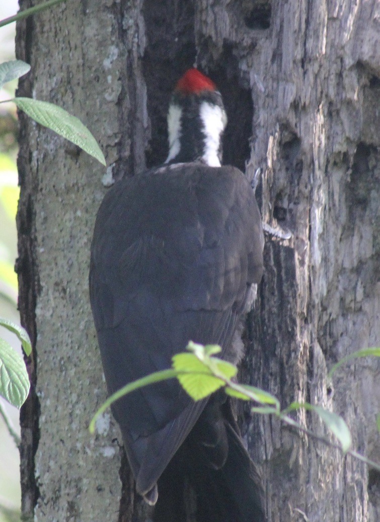 Pileated Woodpecker - Mel Lee