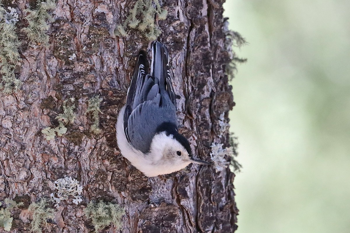 White-breasted Nuthatch (Interior West) - ML618231103