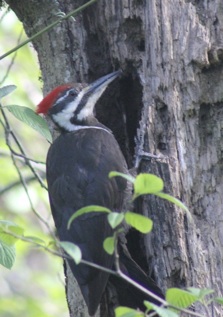 Pileated Woodpecker - Mel Lee