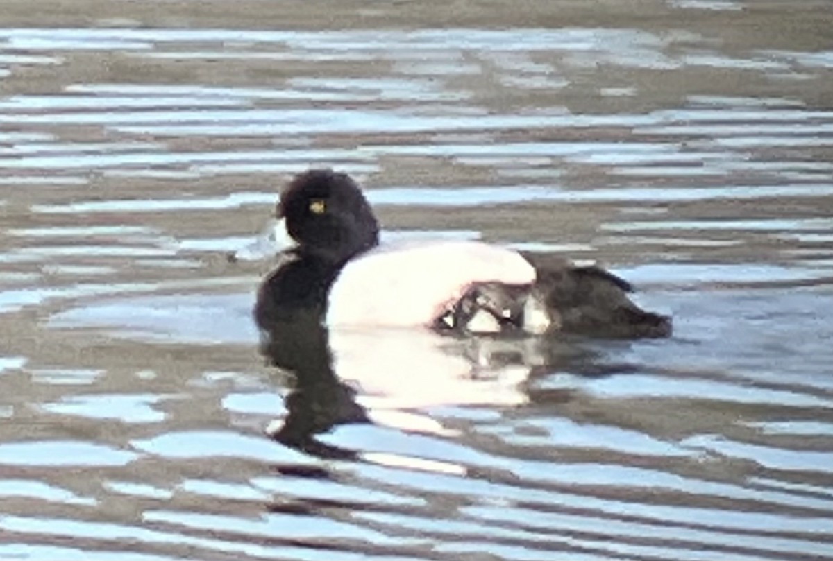 Greater Scaup - ML618231109