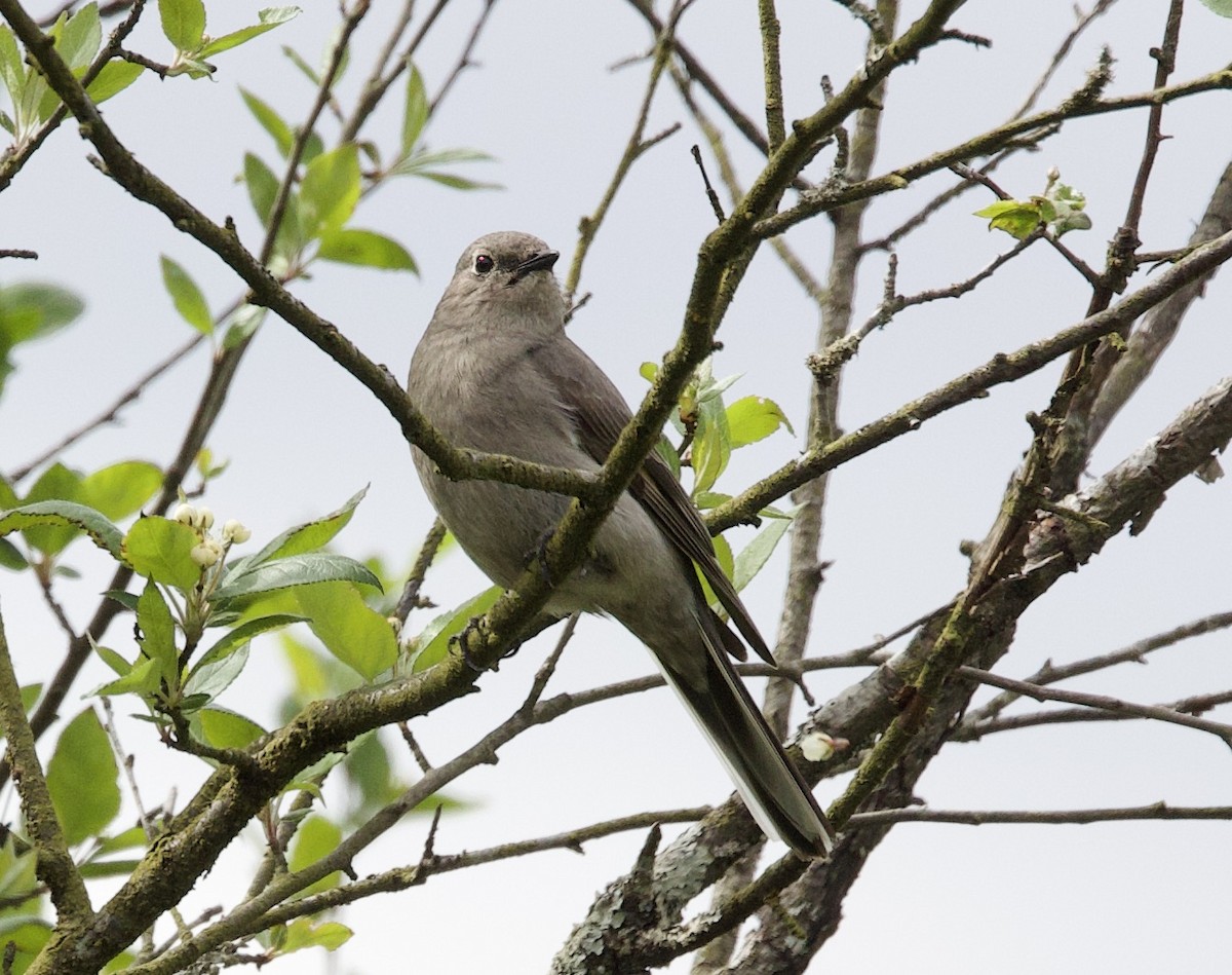 Townsend's Solitaire - ML618231112