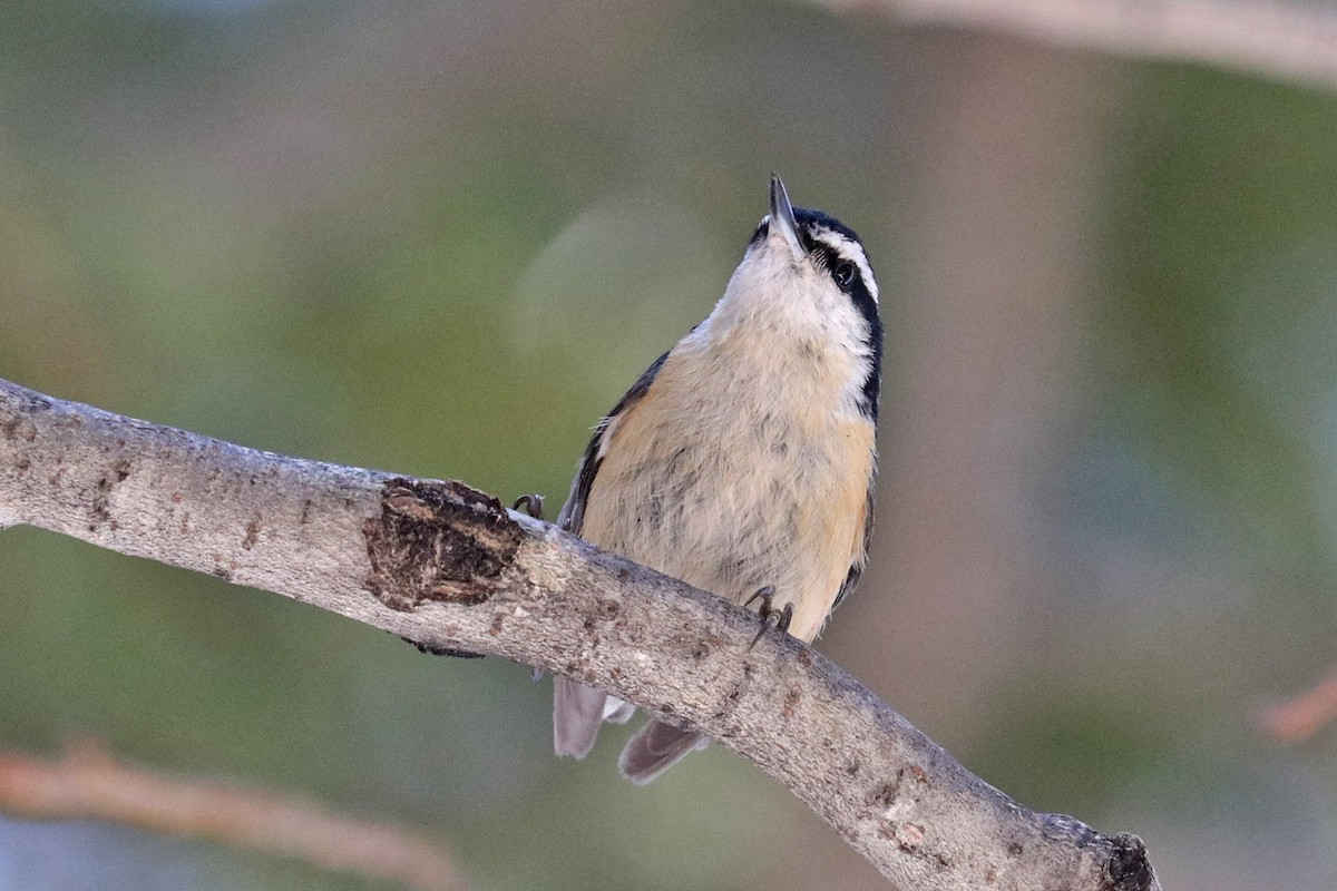 Red-breasted Nuthatch - ML618231119