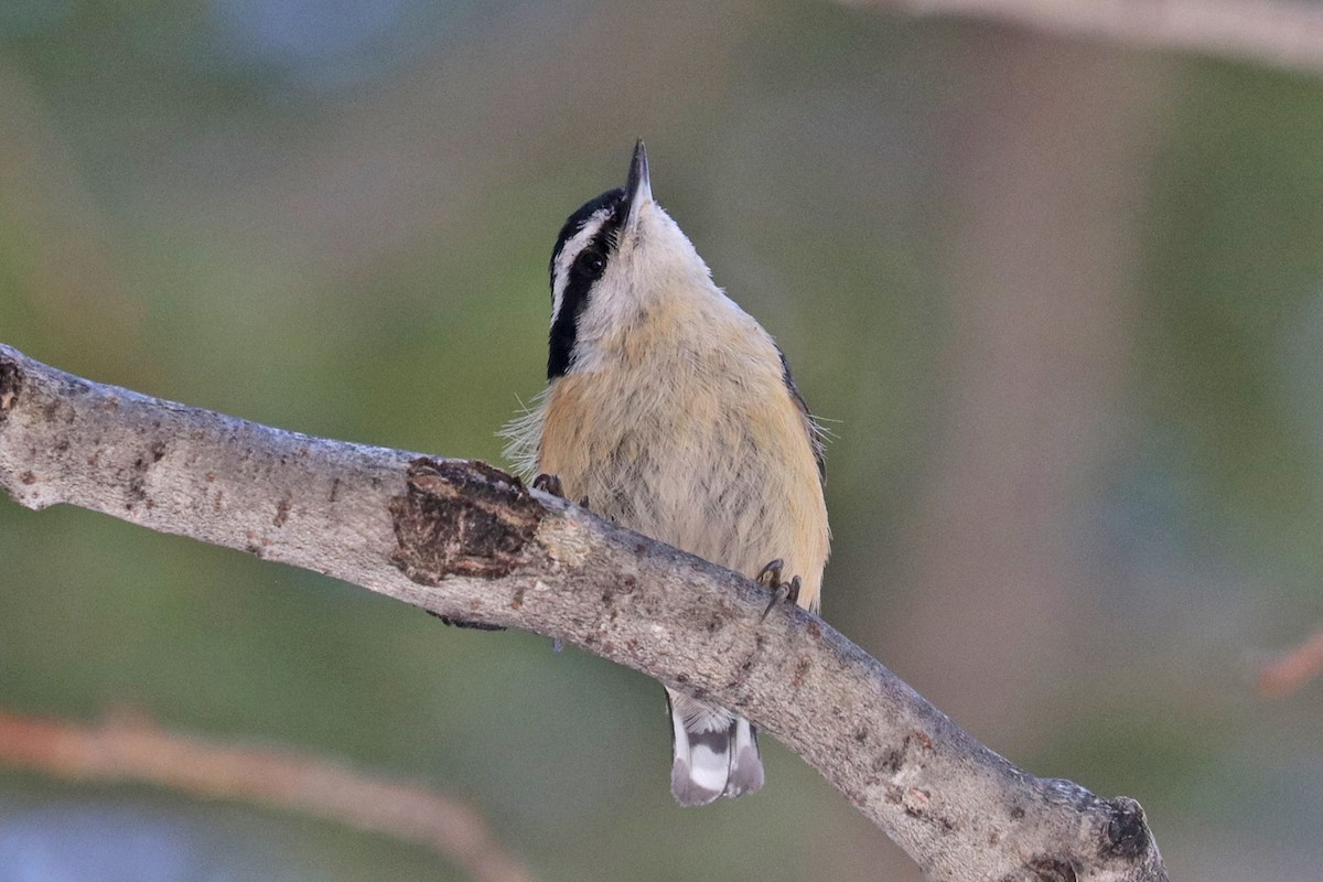 Red-breasted Nuthatch - ML618231120