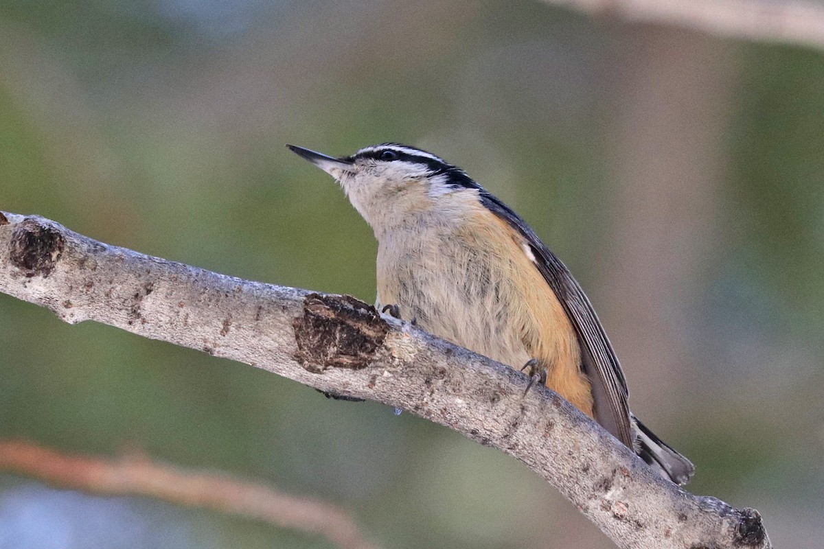Red-breasted Nuthatch - ML618231121