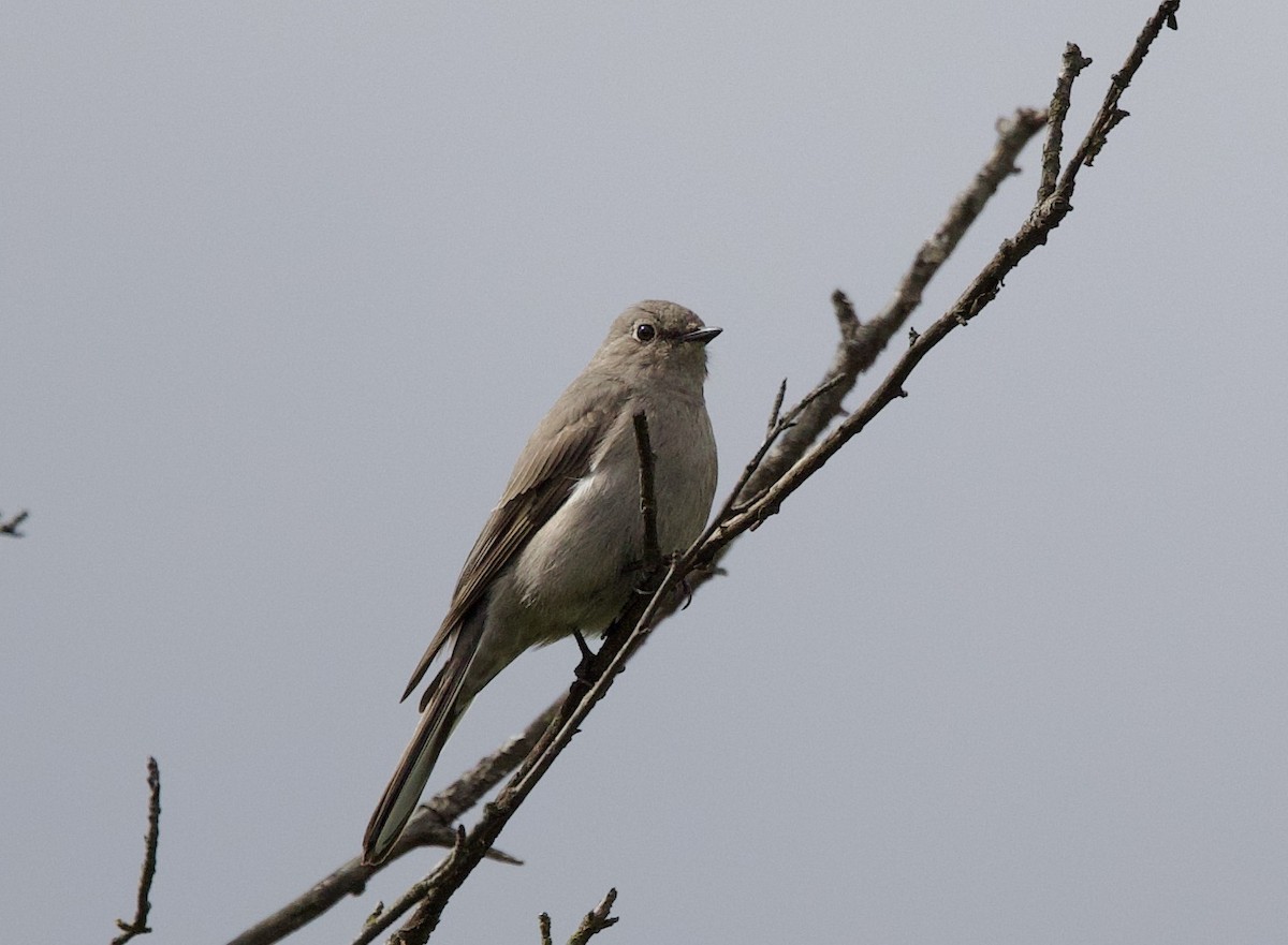 Townsend's Solitaire - ML618231134