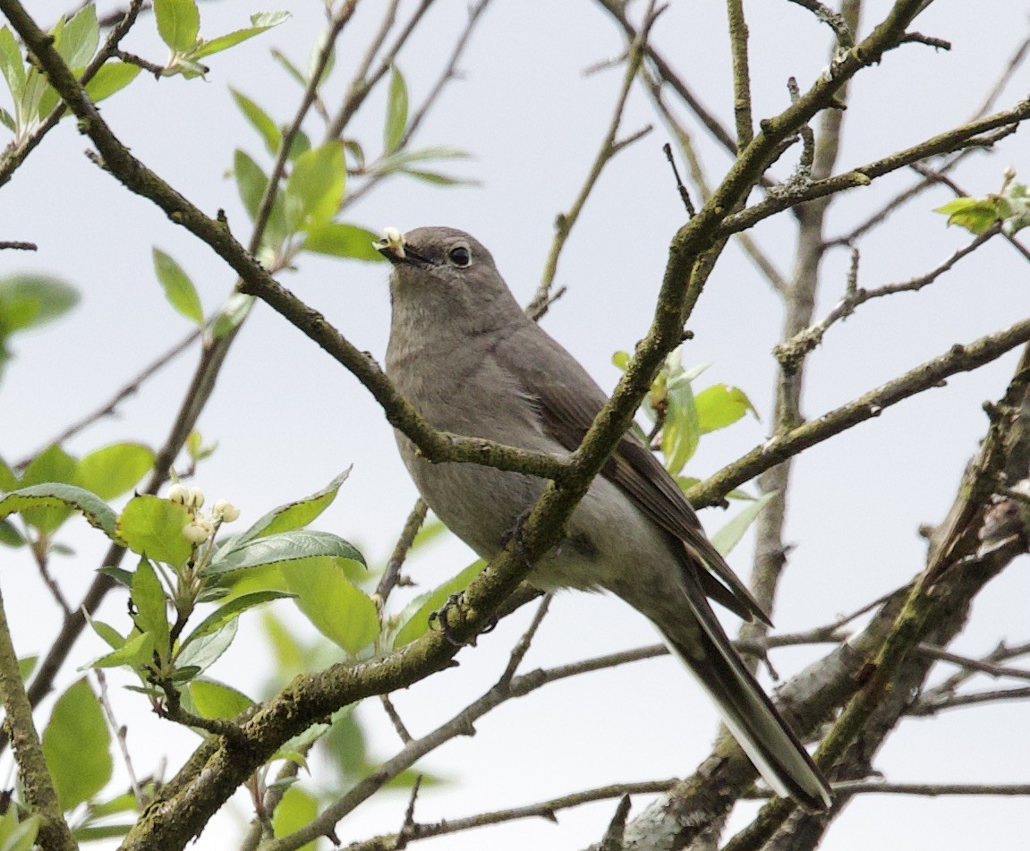 Townsend's Solitaire - ML618231140
