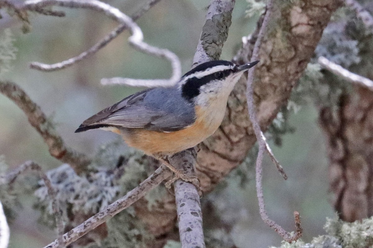 Red-breasted Nuthatch - ML618231144