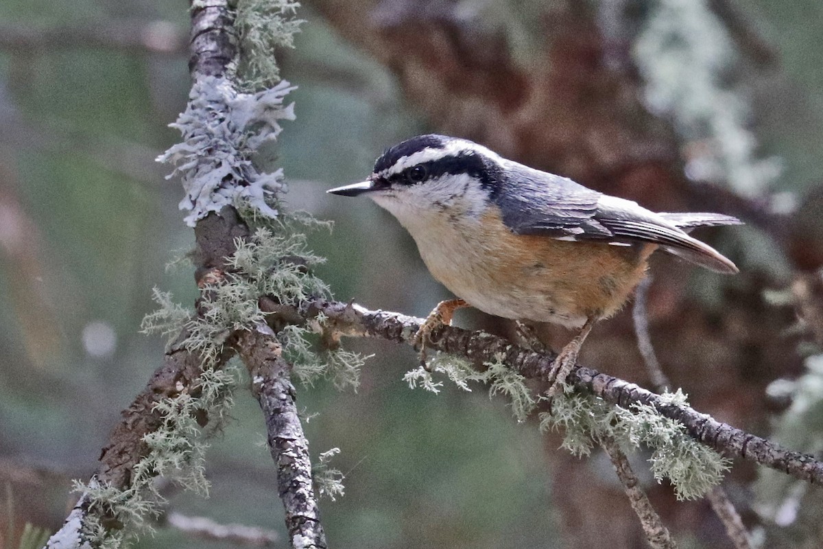 Red-breasted Nuthatch - ML618231145