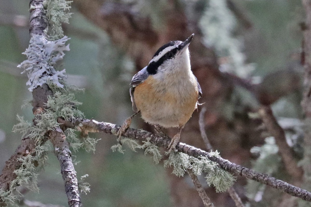 Red-breasted Nuthatch - ML618231146