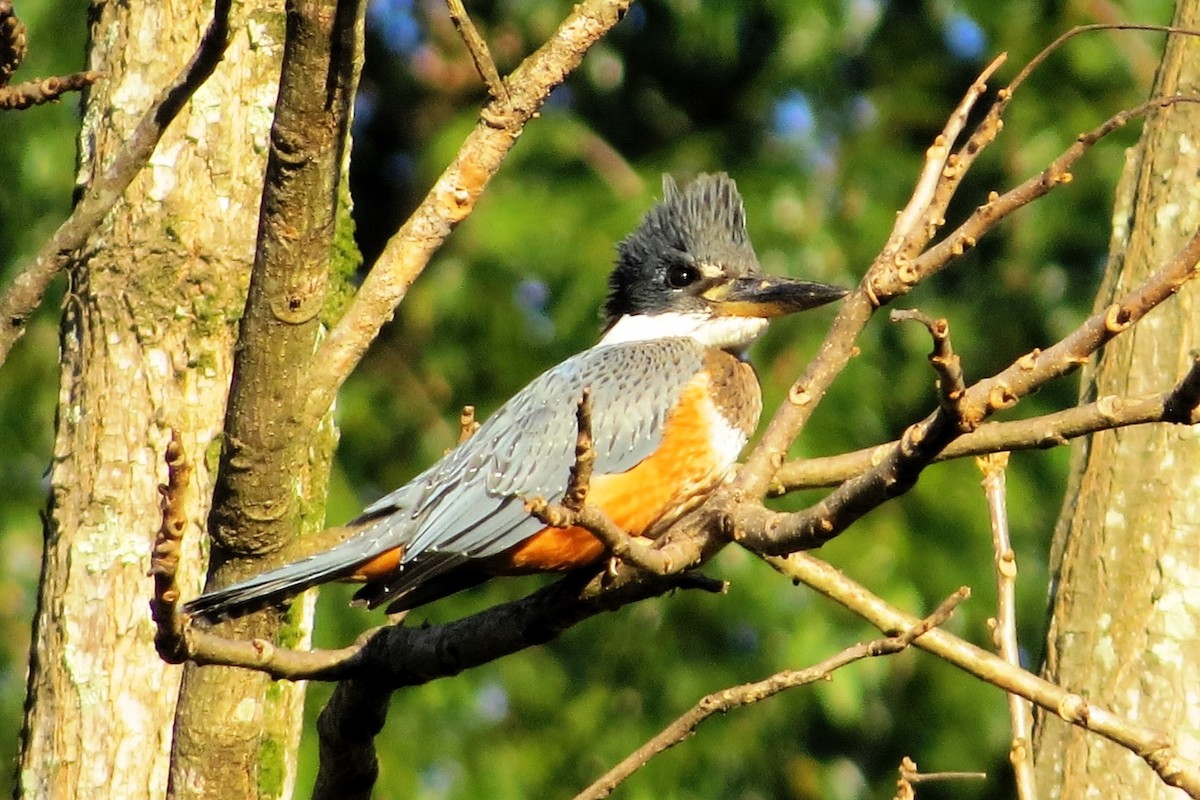 Ringed Kingfisher - André Tostes Tostes