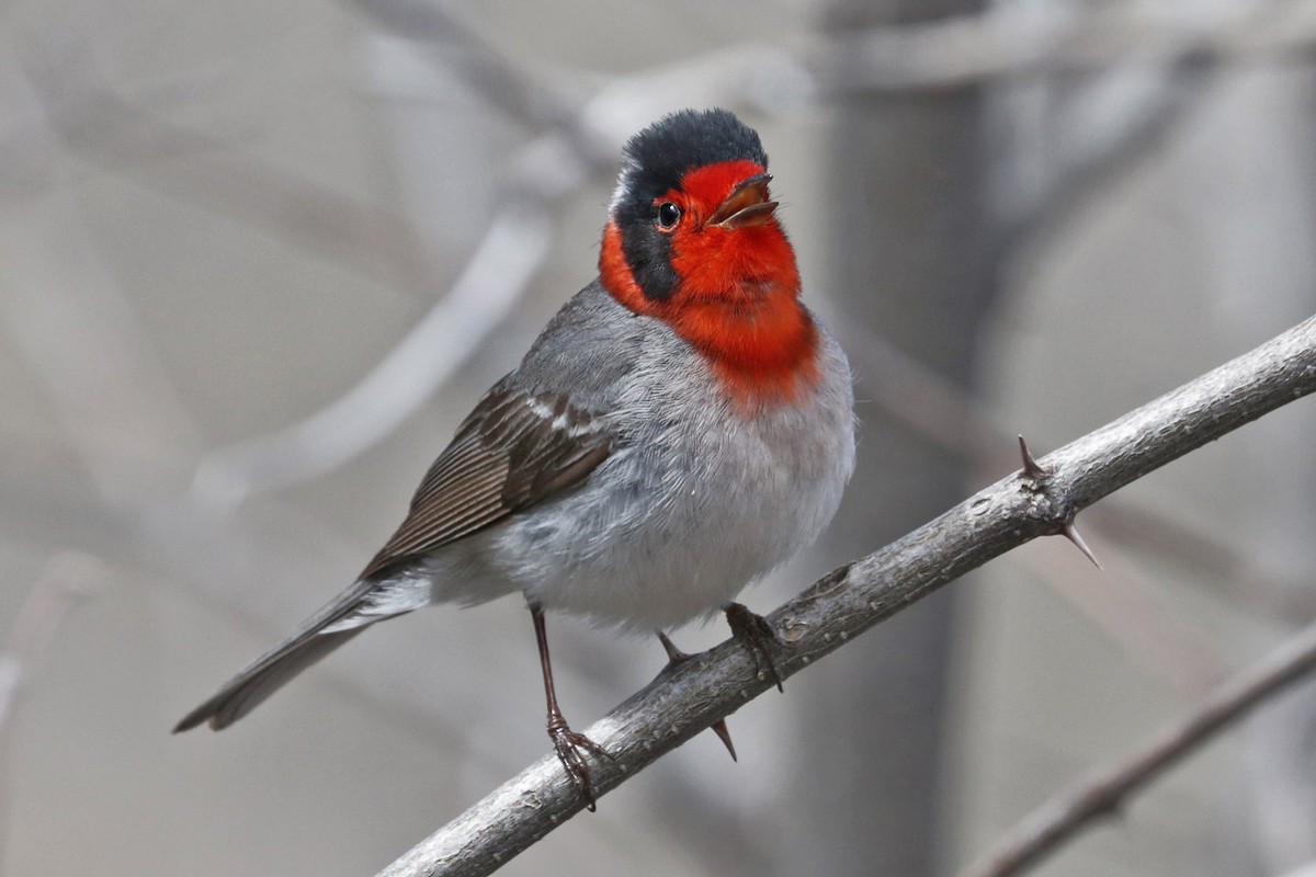 Red-faced Warbler - Richard Fray