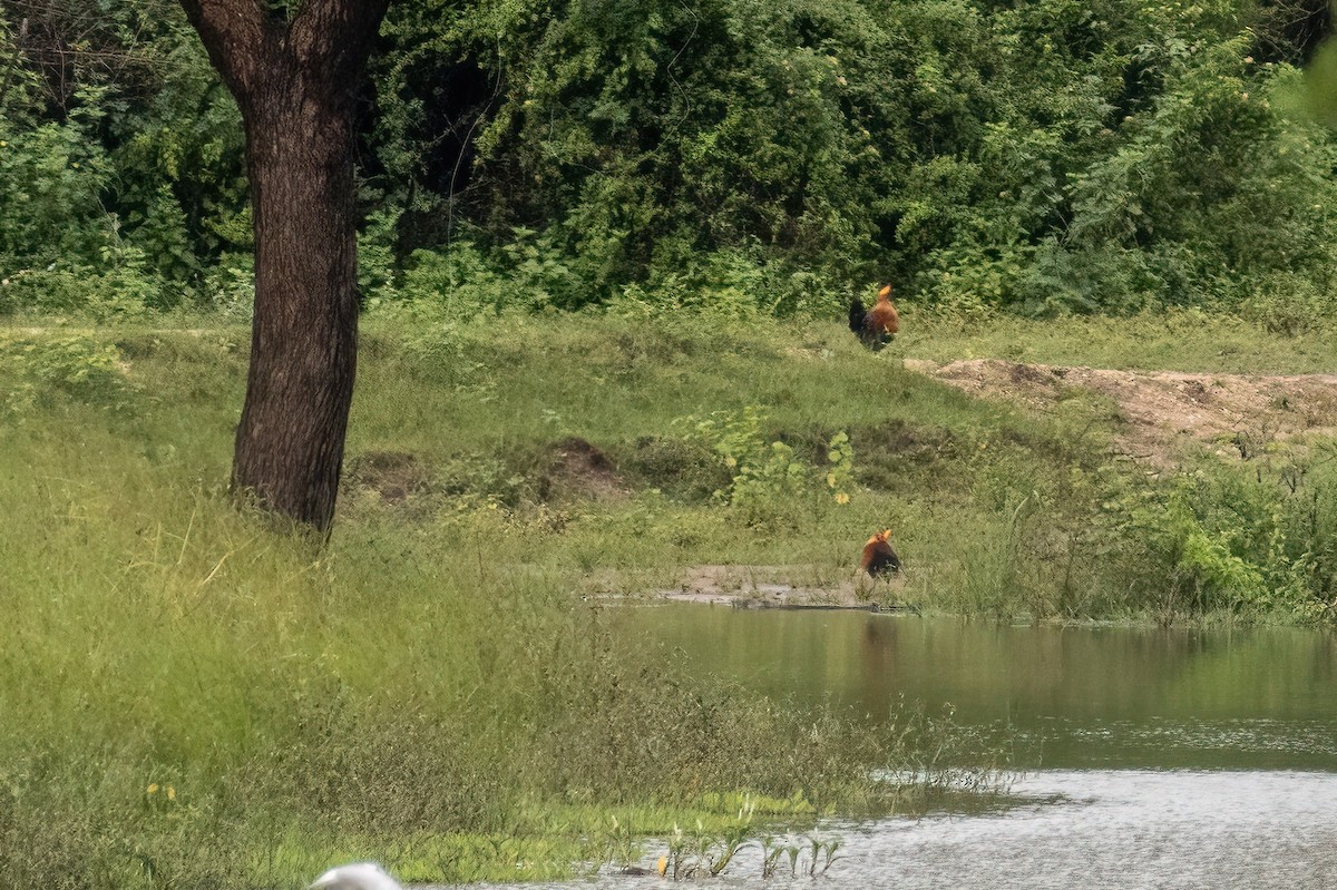 Sri Lanka Junglefowl - ML618231201