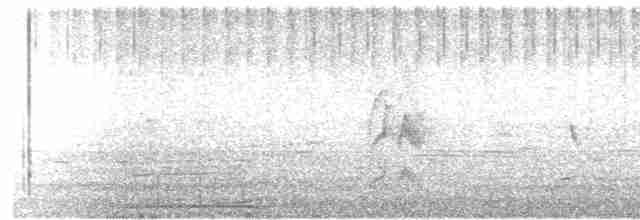 Weißbauch-Dickichtschlüpfer - ML618231209