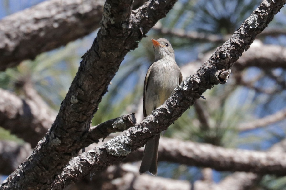 Greater Pewee - ML618231213