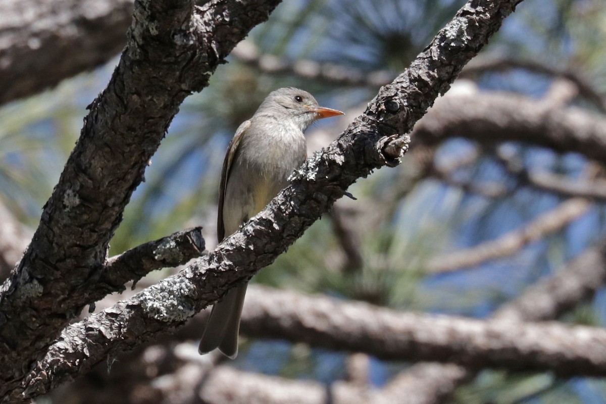 Greater Pewee - ML618231214