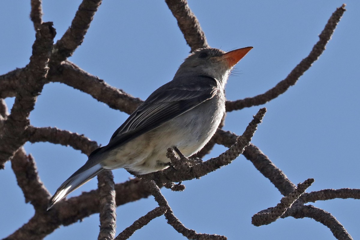 Greater Pewee - ML618231215