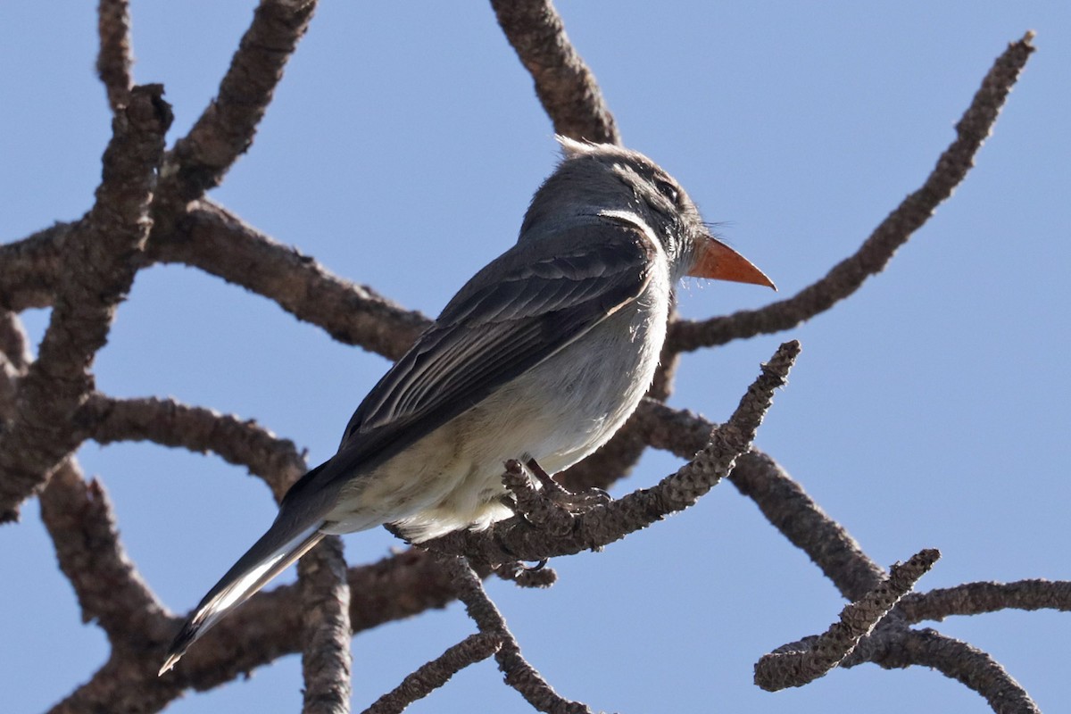 Greater Pewee - ML618231216