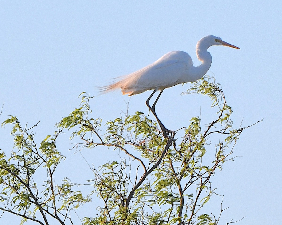 Great Egret - Ted Wolff