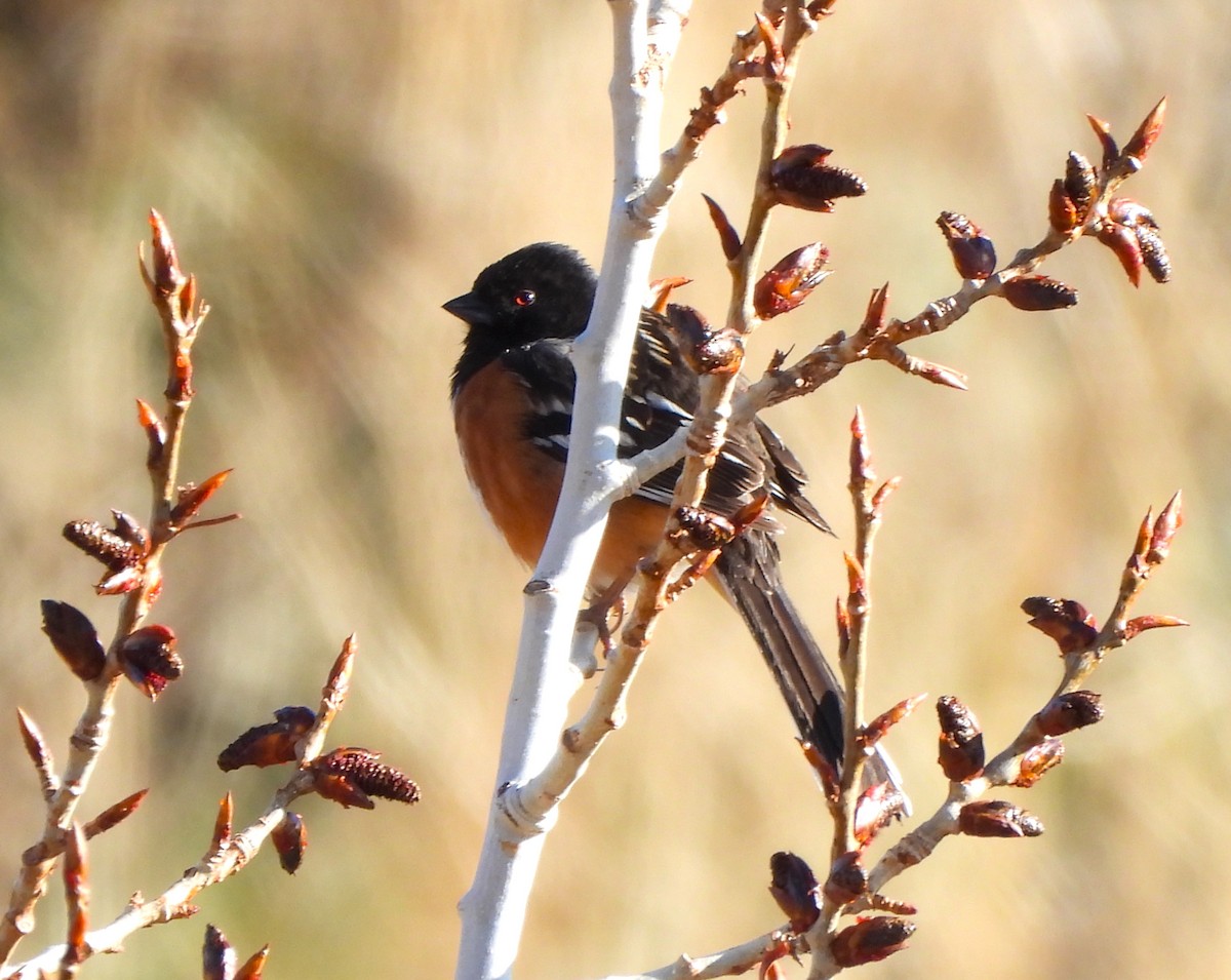 Spotted Towhee - Jan Thom
