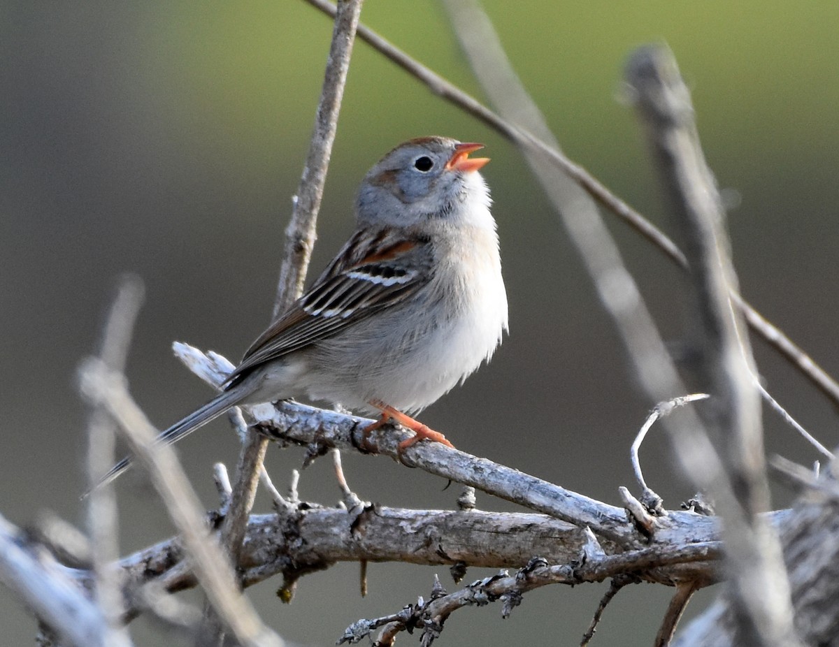 Field Sparrow - Jada Fitch