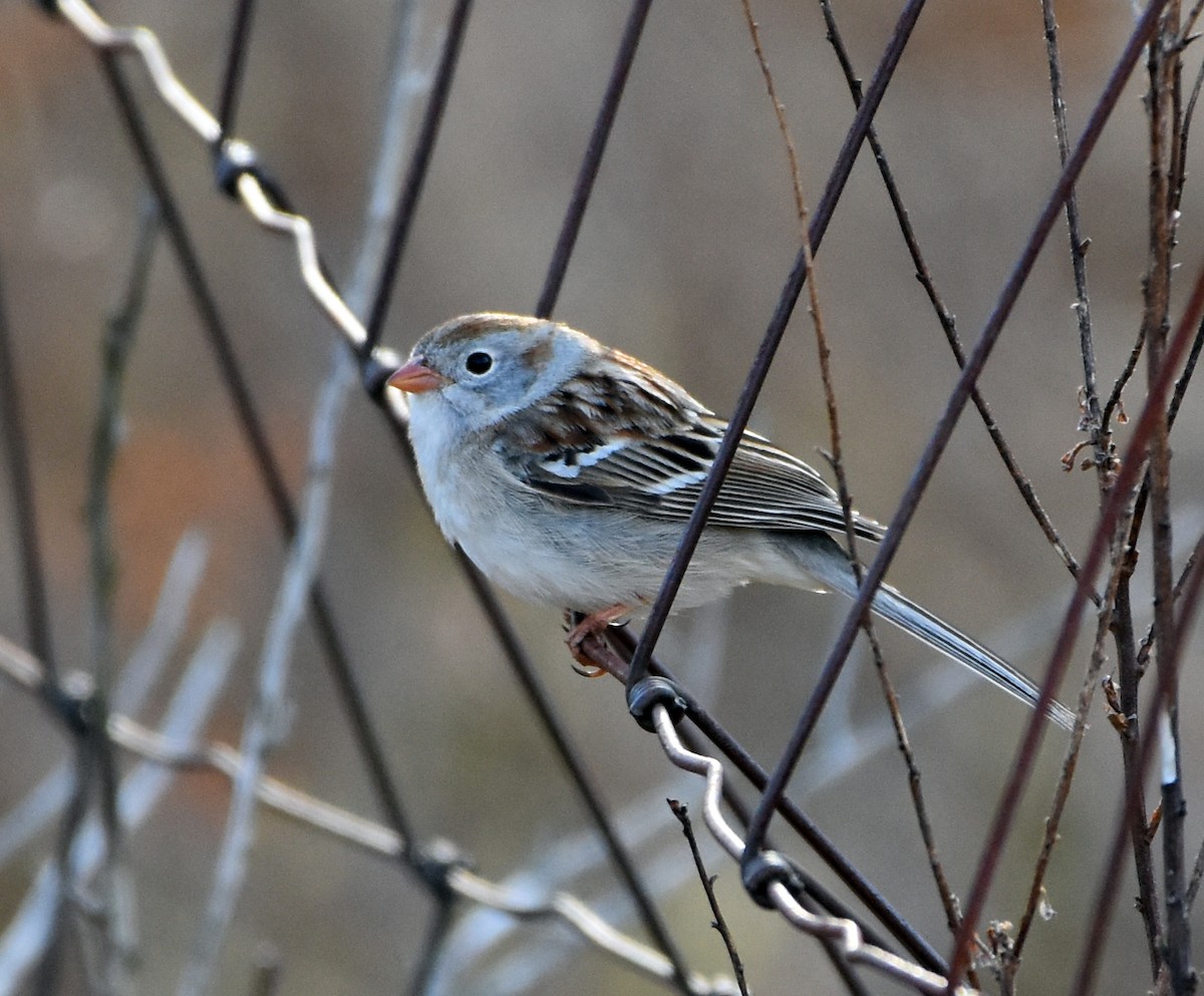 Field Sparrow - ML618231265