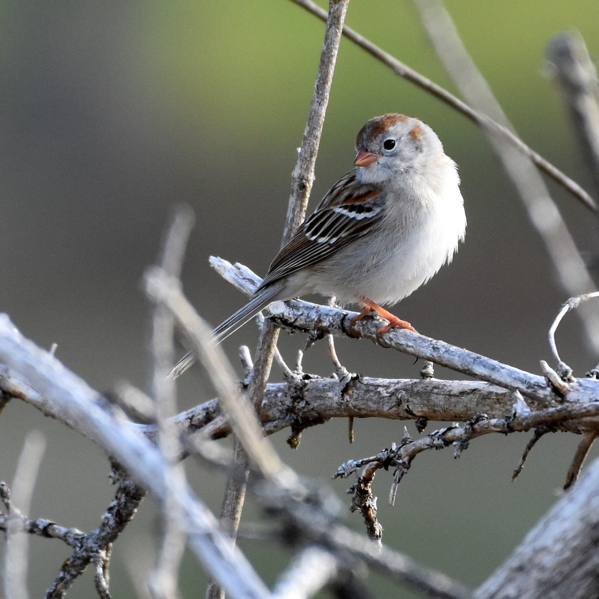 Field Sparrow - Jada Fitch