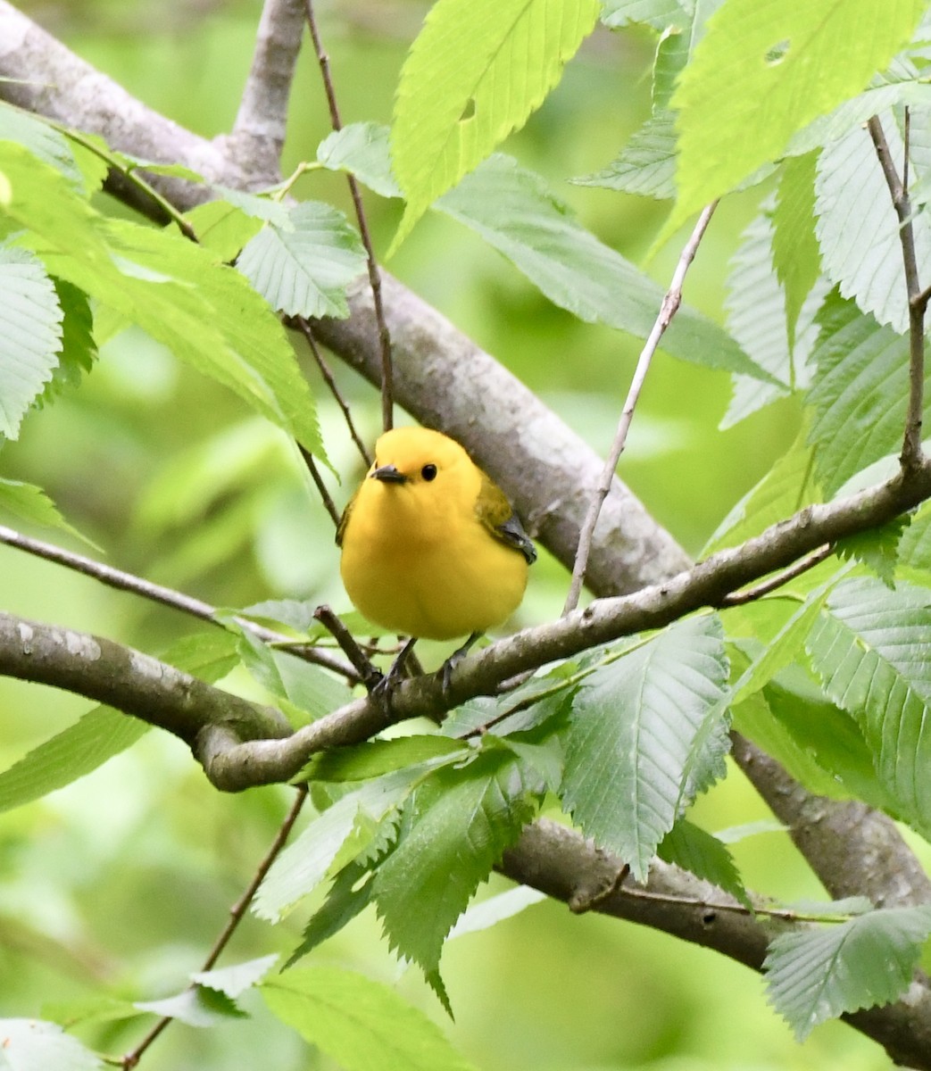 Prothonotary Warbler - ML618231278