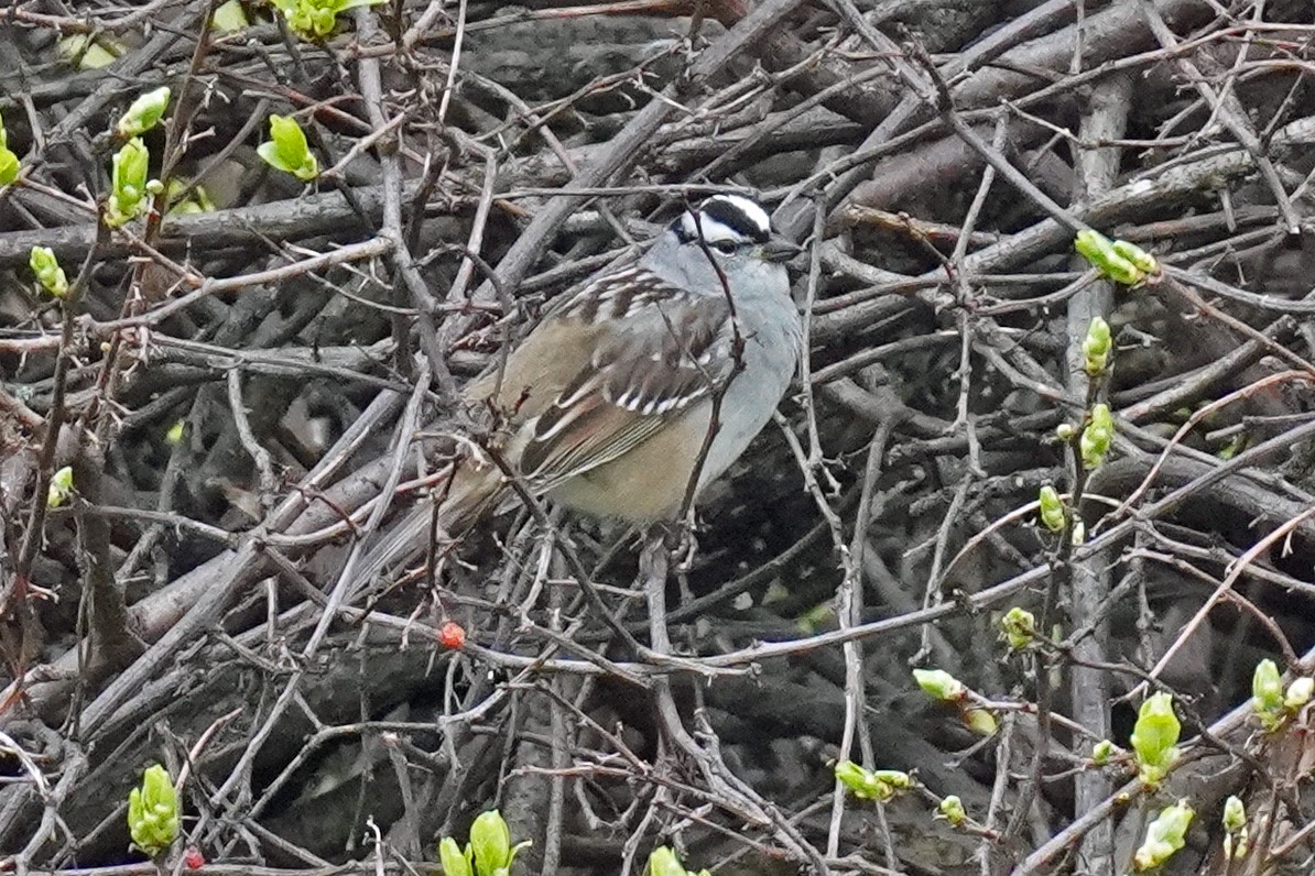 White-crowned Sparrow - ML618231329