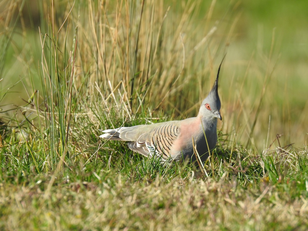 Crested Pigeon - ML618231353