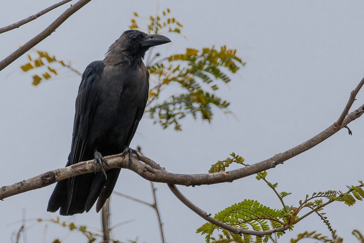 Large-billed Crow - Shaqayeq Vahshi
