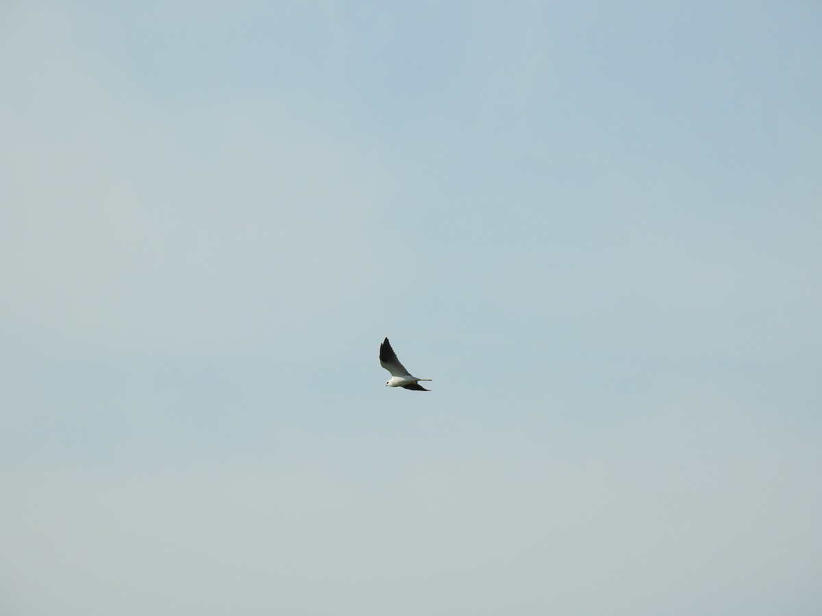 Black-shouldered Kite - ML618231363