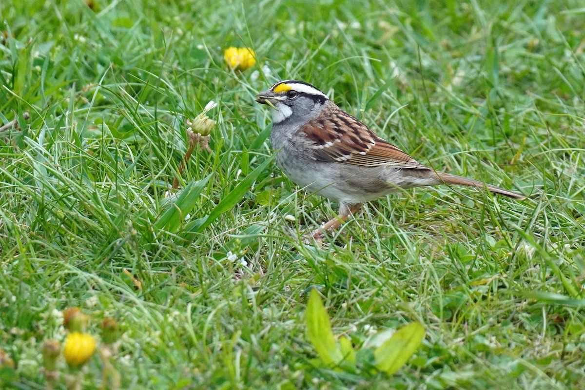 White-throated Sparrow - ML618231388