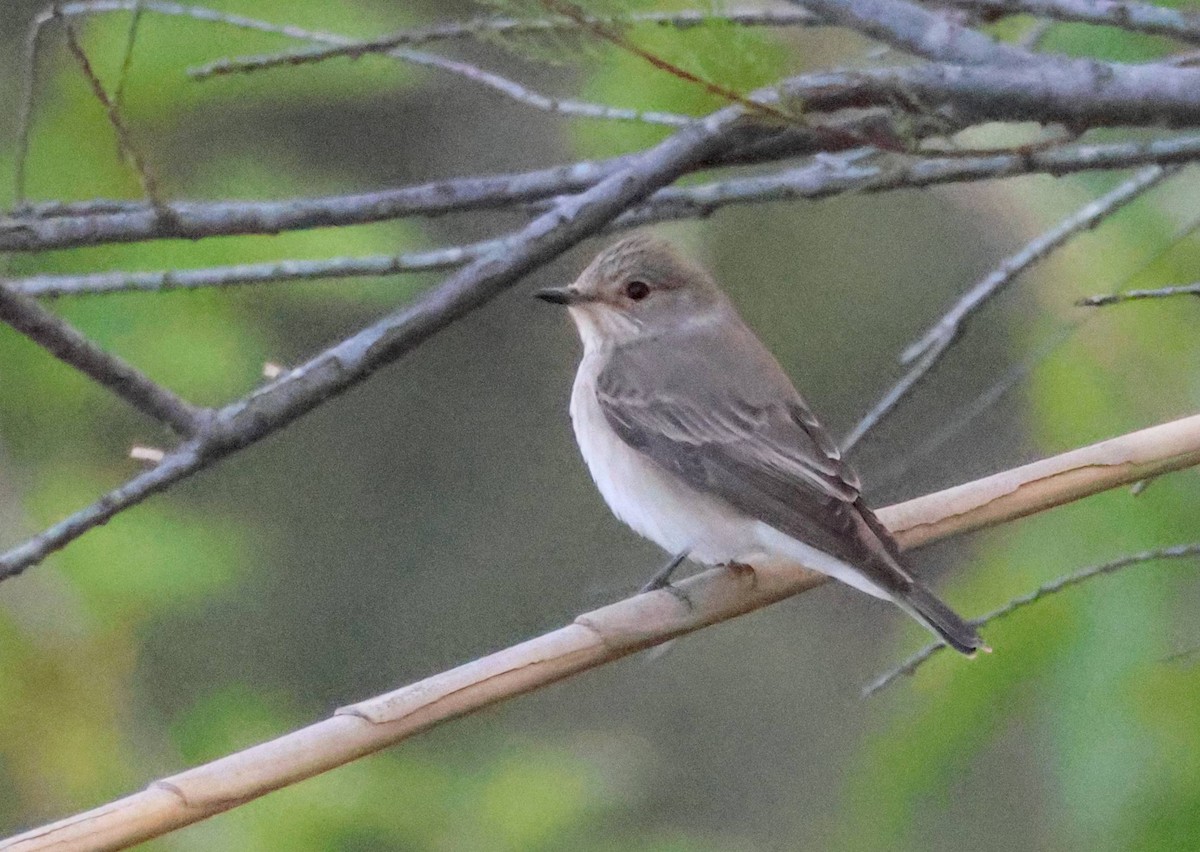 Spotted Flycatcher - Jesus Carrion Piquer