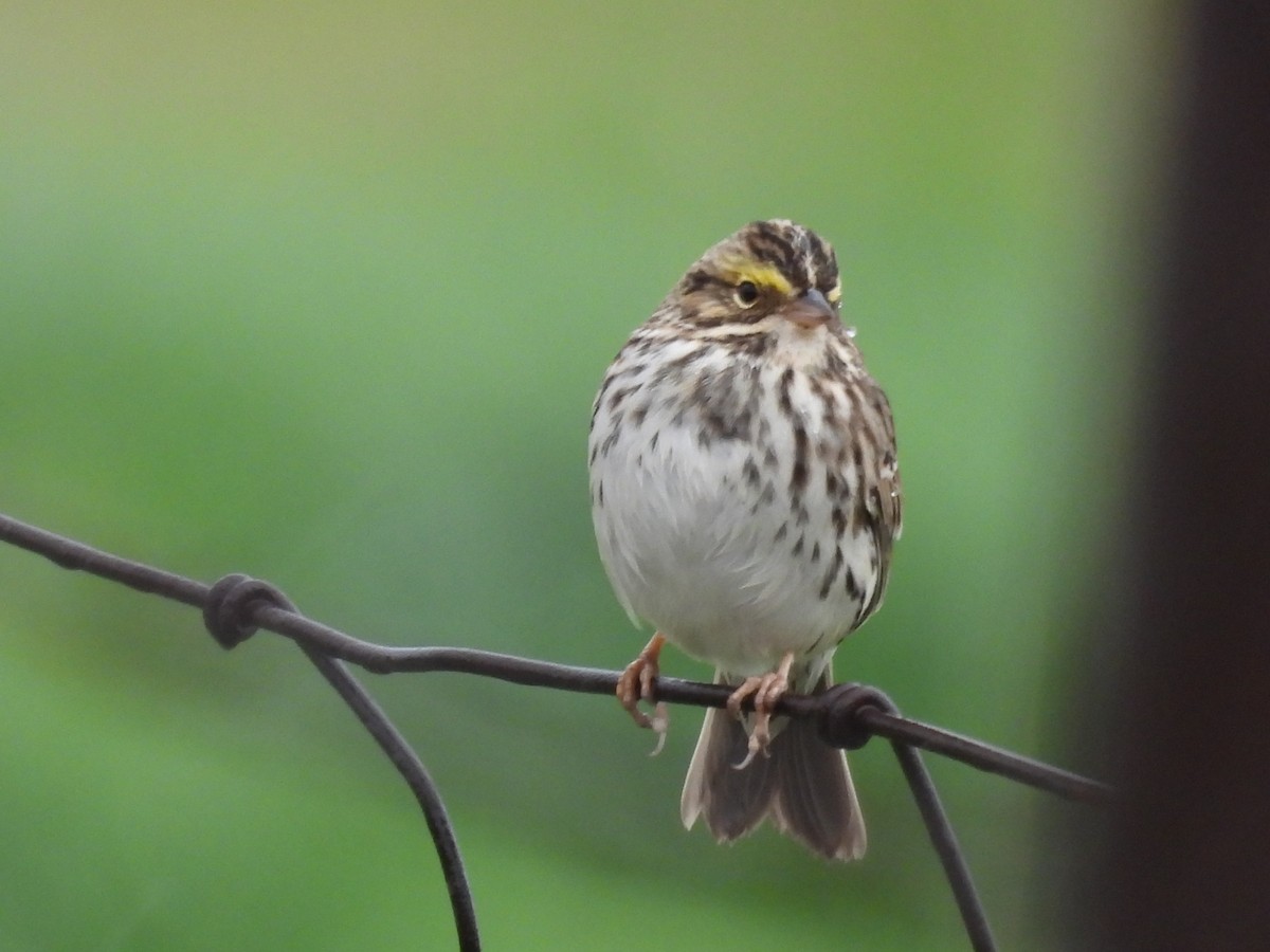 Song Sparrow - Clayton Will