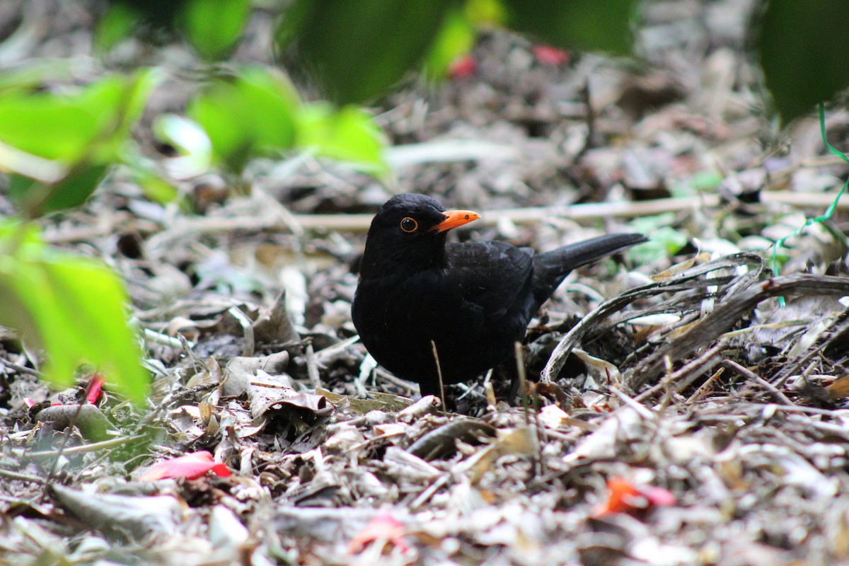 Eurasian Blackbird - ML618231521