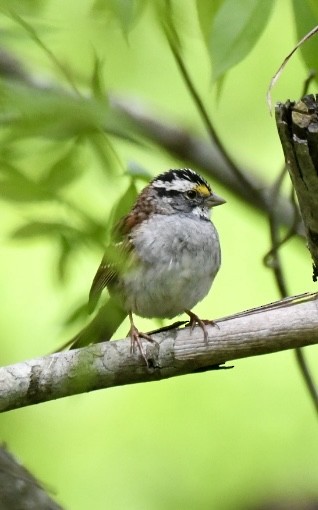 White-throated Sparrow - ML618231522