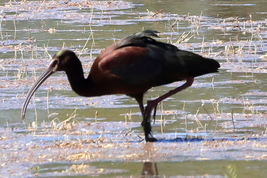 ibis americký - ML618231556