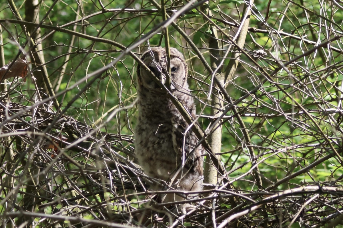 Barred Owl - ML618231582
